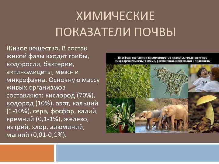 ХИМИЧЕСКИЕ ПОКАЗАТЕЛИ ПОЧВЫ Живое вещество. В состав живой фазы входят грибы, водоросли, бактерии, актиномицеты,