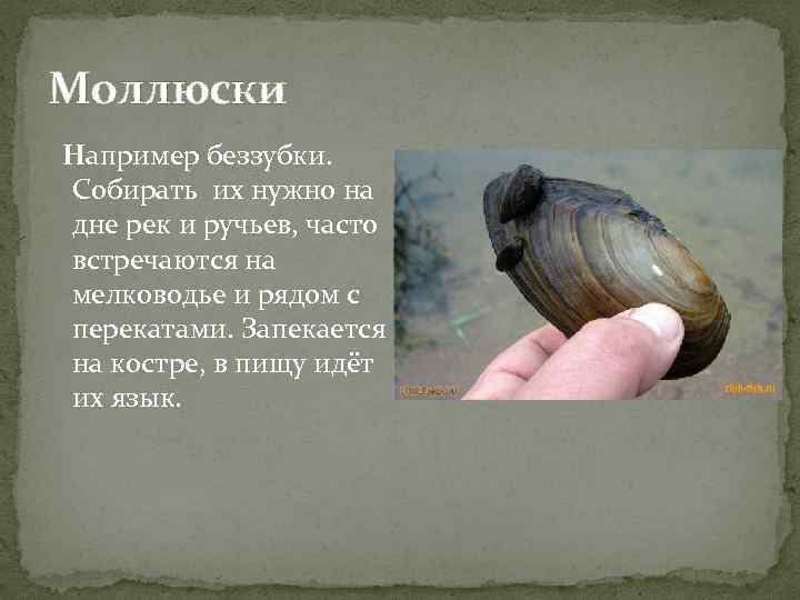 Моллюски Например беззубки. Собирать их нужно на дне рек и ручьев, часто встречаются на