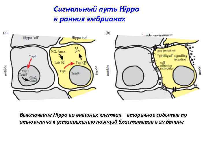 Сигнальный путь Hippo в ранних эмбрионах Выключение Hippo во внешних клетках – вторичное событие