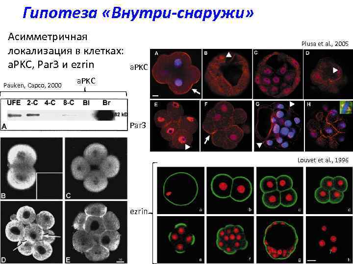 Гипотеза «Внутри-снаружи» Асимметричная локализация в клетках: a. PKC, Par 3 и ezrin Pauken, Capco,