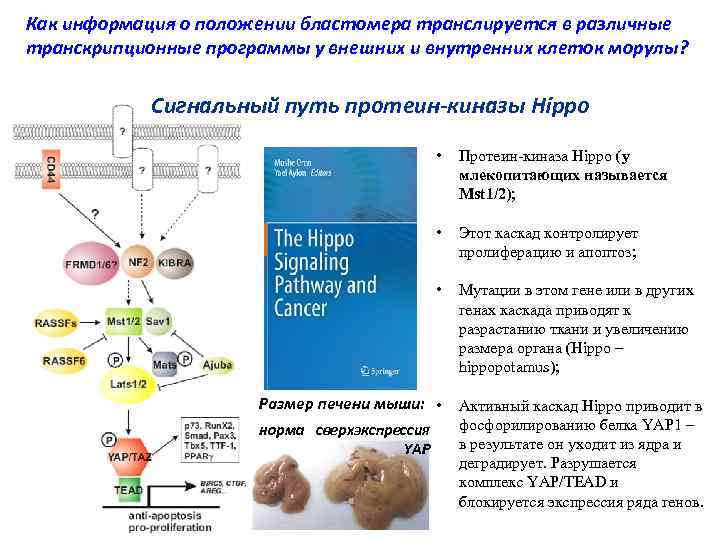 Как информация о положении бластомера транслируется в различные транскрипционные программы у внешних и внутренних