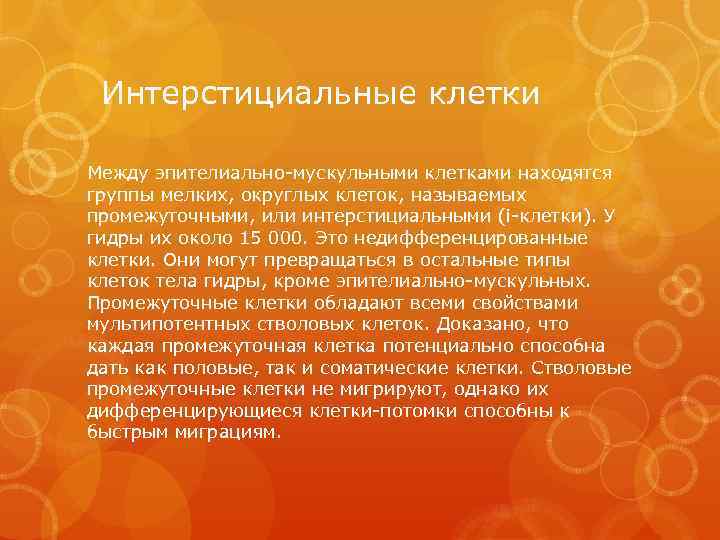 Интерстициальные клетки Между эпителиально-мускульными клетками находятся группы мелких, округлых клеток, называемых промежуточными, или интерстициальными