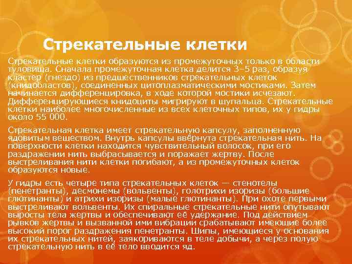 Стрекательные клетки образуются из промежуточных только в области туловища. Сначала промежуточная клетка делится 3–