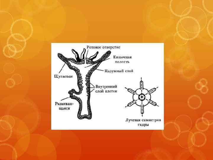 Питание гидры циклопами. Лучевая симметрия гидры. Лучевая симметрия гидры гидры. Тип симметрии гидры. Радиальная симметрия гидры.