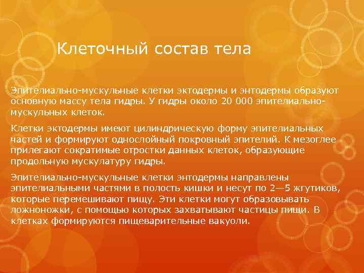 Клеточный состав тела Эпителиально-мускульные клетки эктодермы и энтодермы образуют основную массу тела гидры. У