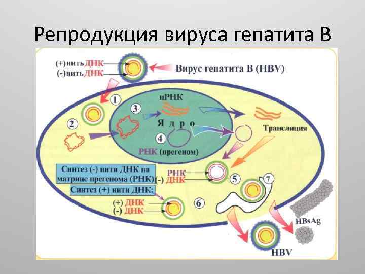 Репродукция вируса гепатита B 