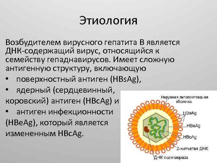 Этиология Возбудителем вирусного гепатита B является ДНК-содержащий вирус, относящийся к семейству гепаднавирусов. Имеет сложную