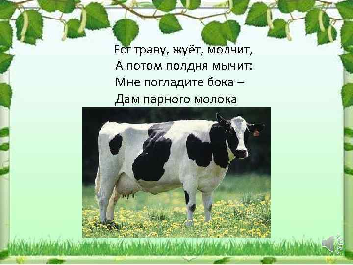  Ест траву, жуёт, молчит, А потом полдня мычит: Мне погладите бока – Дам
