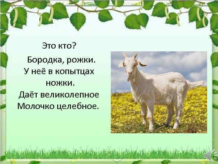 Это кто? Бородка, рожки. У неё в копытцах ножки. Даёт великолепное Молочко целебное. 