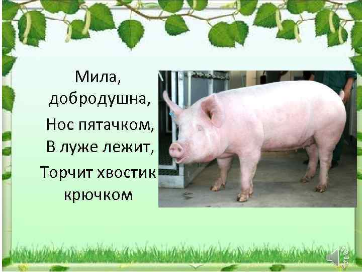 Мила, добродушна, Нос пятачком, В луже лежит, Торчит хвостик крючком 