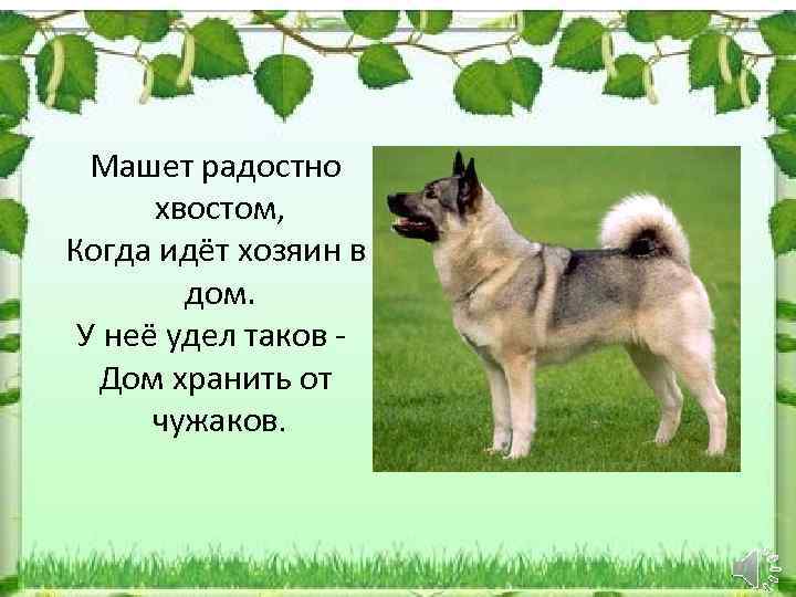 Машет радостно хвостом, Когда идёт хозяин в дом. У неё удел таков - Дом