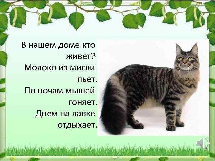В нашем доме кто живет? Молоко из миски пьет. По ночам мышей гоняет. Днем