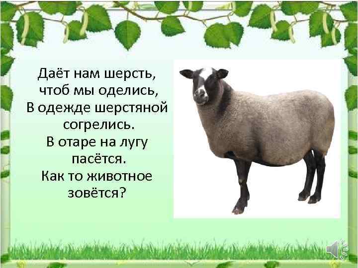 Даёт нам шерсть, чтоб мы оделись, В одежде шерстяной согрелись. В отаре на лугу