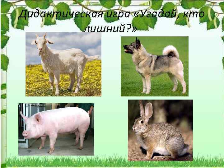 Дидактическая игра «Угадай, кто лишний? » 