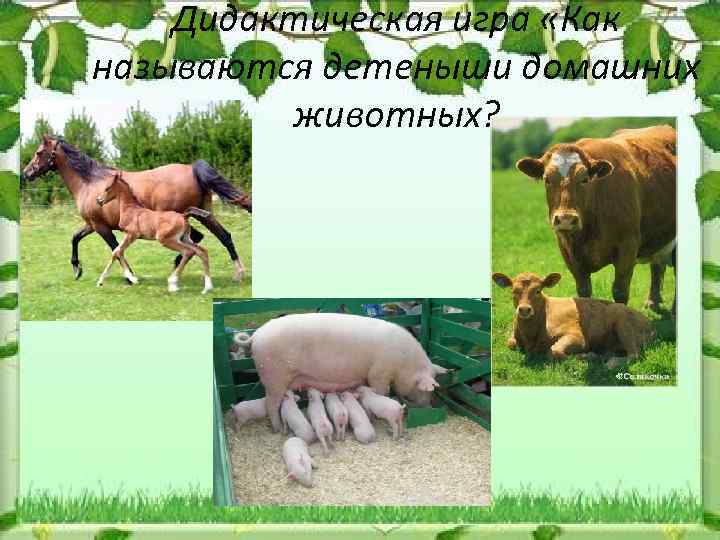 Дидактическая игра «Как называются детеныши домашних животных? 