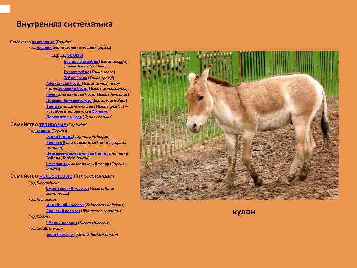 Внутренняя систематика Семейство лошадиные (Equidae) Род лошади или настоящие лошади (Equus) Подрод зебры Бурчеллова