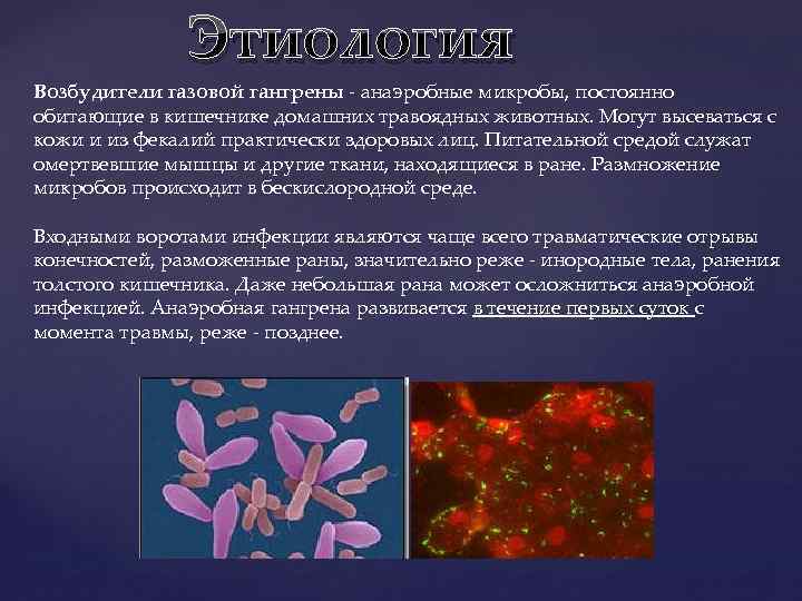 Этиология Возбудители газовой гангрены - анаэробные микробы, постоянно обитающие в кишечнике домашних травоядных животных.