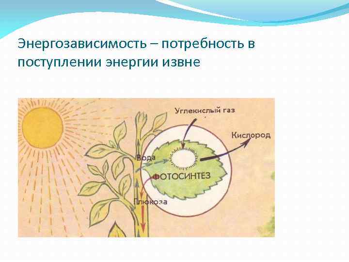 Энергозависимость – потребность в поступлении энергии извне 