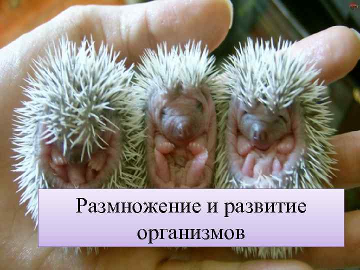 Размножение и развитие организмов 