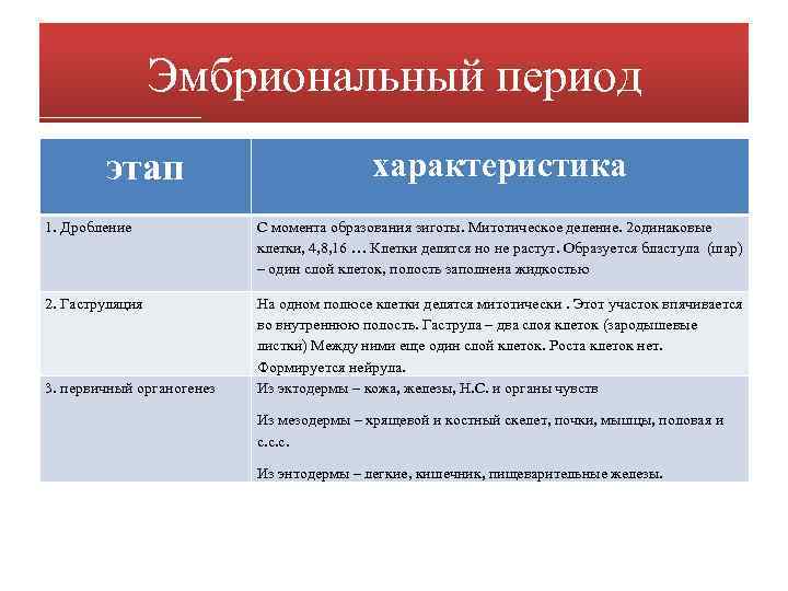 Эмбриональный период этап характеристика 1. Дробление С момента образования зиготы. Митотическое деление. 2 одинаковые