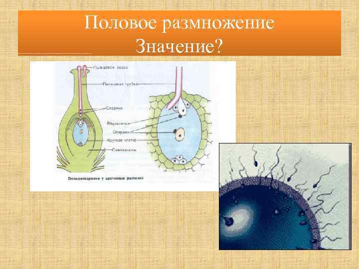 В чем заключается значение размножения для человека. Половое размножение значение. Биологическое значение полового размножения.