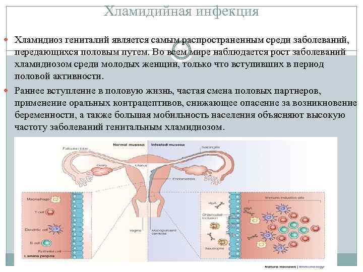 Хламидийная инфекция Хламидиоз гениталий является самым распространенным среди заболеваний, передающихся половым путем. Во всем