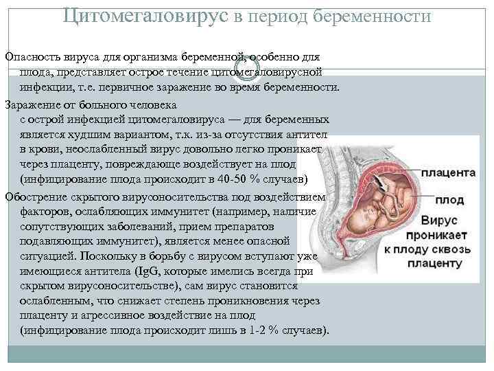 Цитомегаловирус в период беременности Опасность вируса для организма беременной, особенно для плода, представляет острое