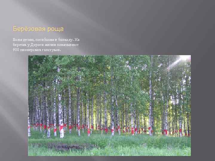Берёзовая роща Всем детям, погибшим в блокаду. На березах у Дороги жизни повязывают 900
