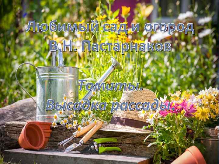 Любимый сад и огород В. Н. Пастарнаков Томаты. Высадка рассады. 