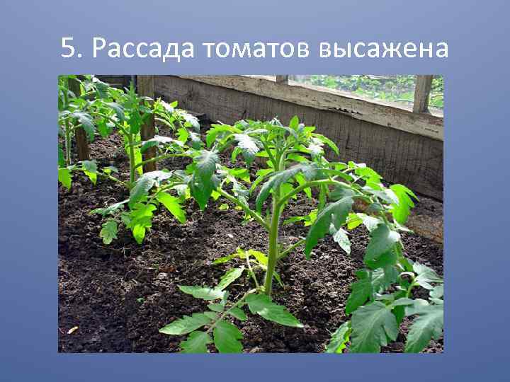 5. Рассада томатов высажена 