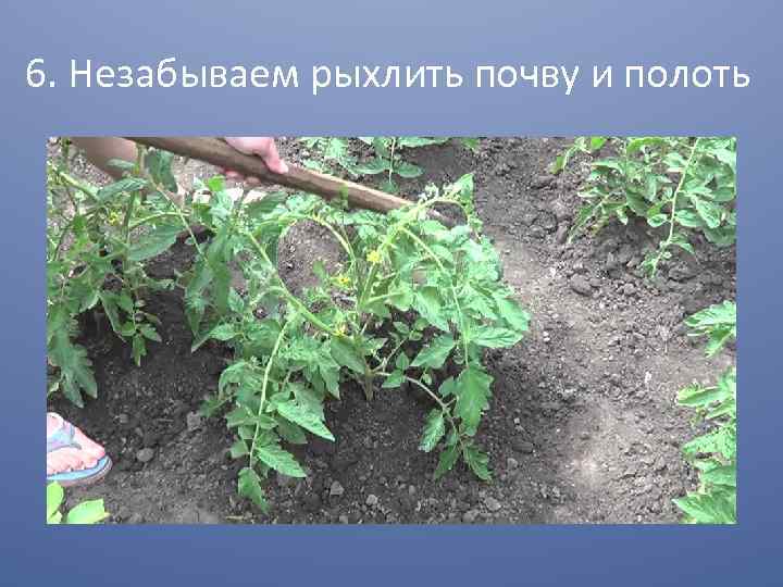 6. Незабываем рыхлить почву и полоть 