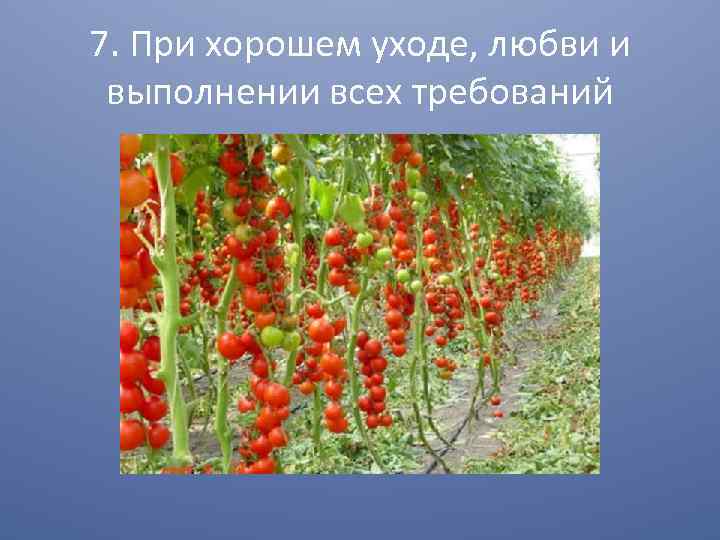 7. При хорошем уходе, любви и выполнении всех требований 