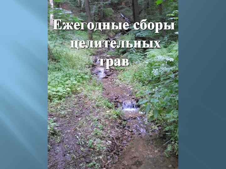 Ежегодные сборы целительных трав 