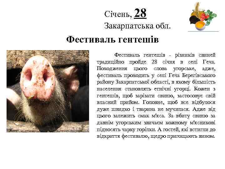 Січень, 28 Закарпатська обл. Логотип Фестиваль гентешів - різників свиней традиційно пройде 28 січня