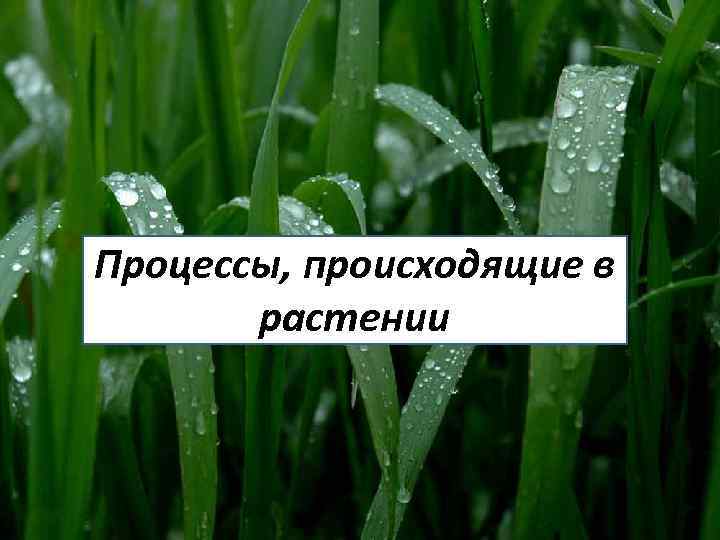 Процессы, происходящие в растении 