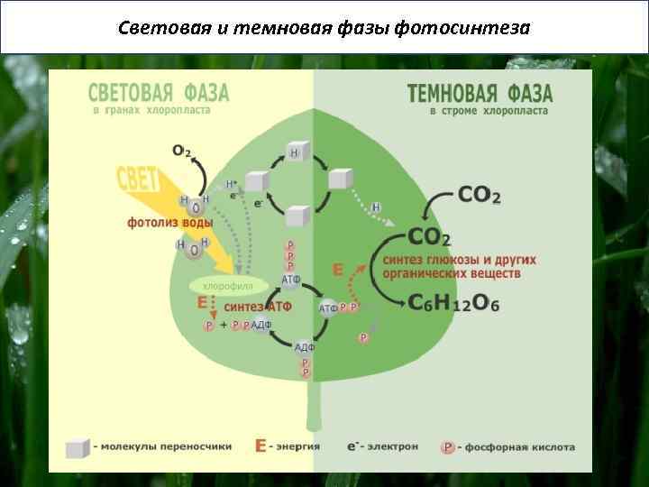 Световая и темновая фазы фотосинтеза 
