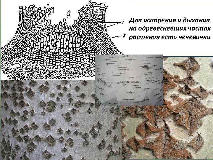Для испарения и дыхания на одревесневших частях растения есть чечевички 
