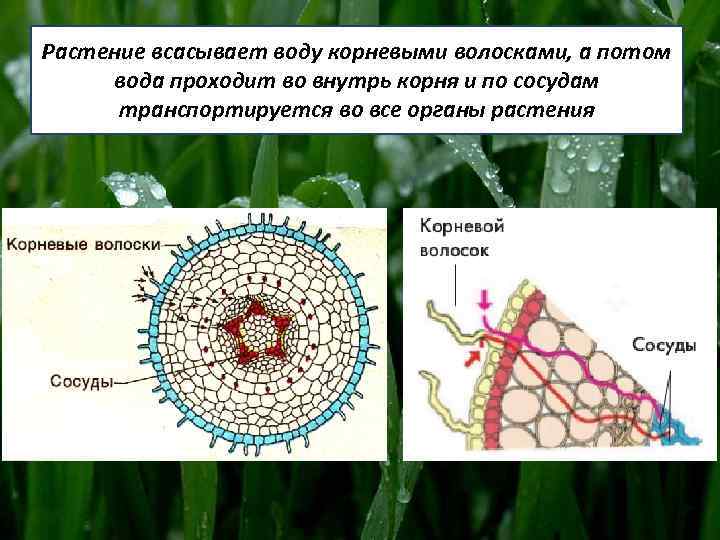 Каким образом вода попадает через корневые волоски