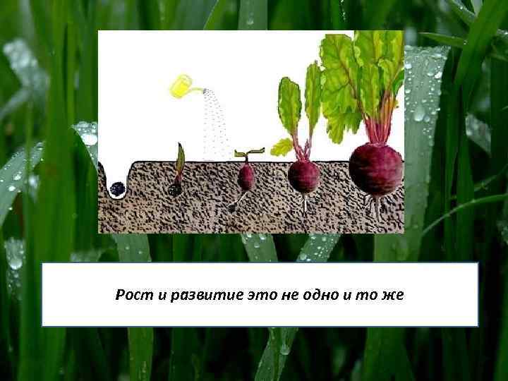 Рост и развитие это не одно и то же 