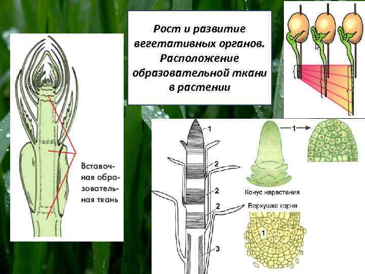 Появление вегетативных органов появление семени. Рост и развитие вегетативных органов. Образовательная ткань растений. Расположение образовательной ткани. Органы растений образовательной ткани.
