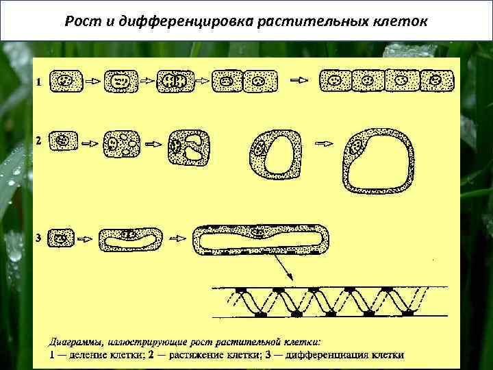 Рост и дифференцировка растительных клеток 