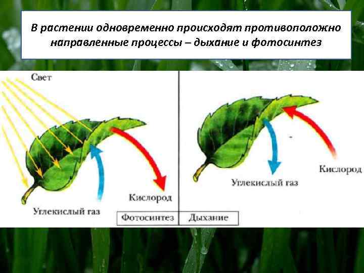 Процесс дыхания растений. Процесс дыхания зеленого листа. Фотосинтез и дыхание листа схема. Фотосинтез растения газообмен. Процесс дыхания и фотосинтеза у растений.