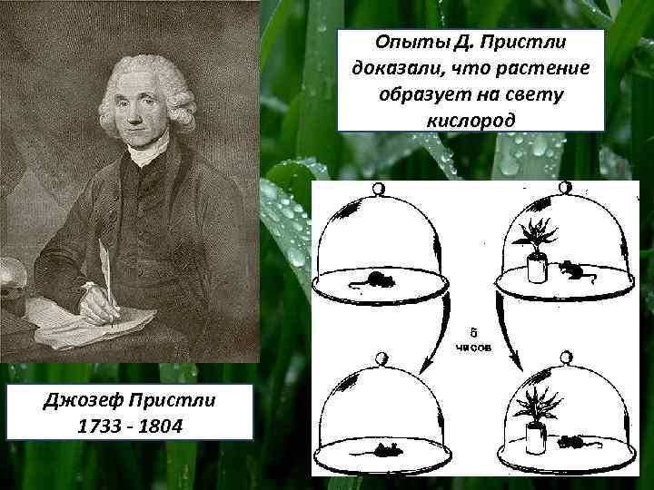 Опыты Д. Пристли доказали, что растение образует на свету кислород Джозеф Пристли 1733 -