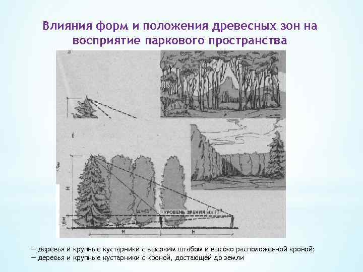 Влияния форм и положения древесных зон на восприятие паркового пространства — деревья и крупные