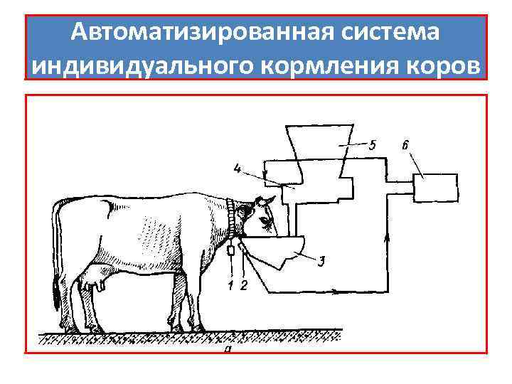 Автоматизированная система индивидуального кормления коров 