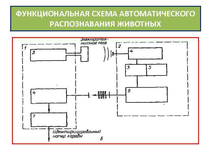 ФУНКЦИОНАЛЬНАЯ СХЕМА АВТОМАТИЧЕСКОГО РАСПОЗНАВАНИЯ ЖИВОТНЫХ 