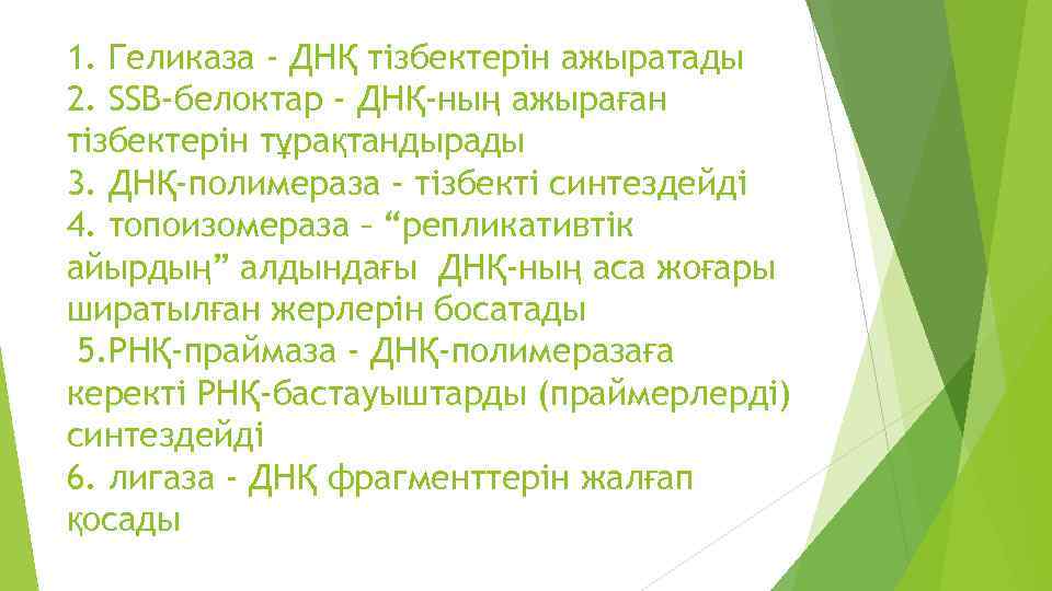 1. Геликаза - ДНҚ тiзбектерiн ажыратады 2. SSB-белоктар - ДНҚ-ның ажыраған тiзбектерiн тұрақтандырады 3.