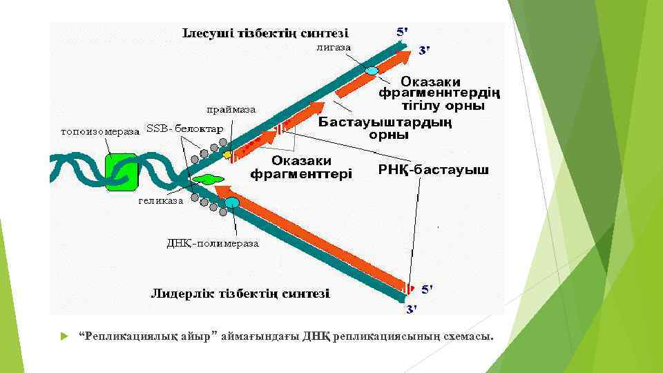  “Репликациялық айыр” аймағындағы ДНҚ репликациясының схемасы. 