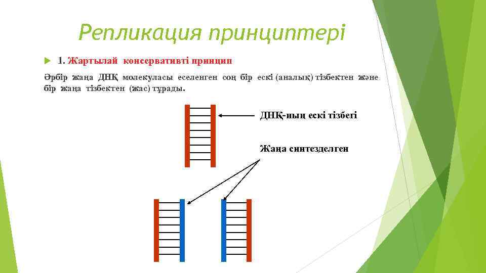 Репликация принциптері 1. Жартылай консервативті принцип Әрбір жаңа ДНҚ молекуласы еселенген соң бір ескі