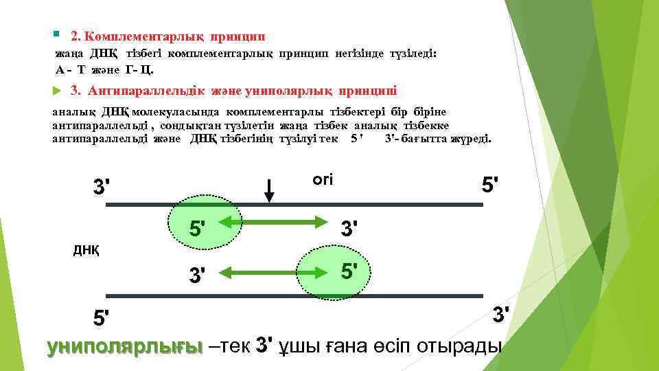 § 2. Комплементарлық принцип жаңа ДНҚ тізбегі комплементарлық принцип негізінде түзіледі: А - Т